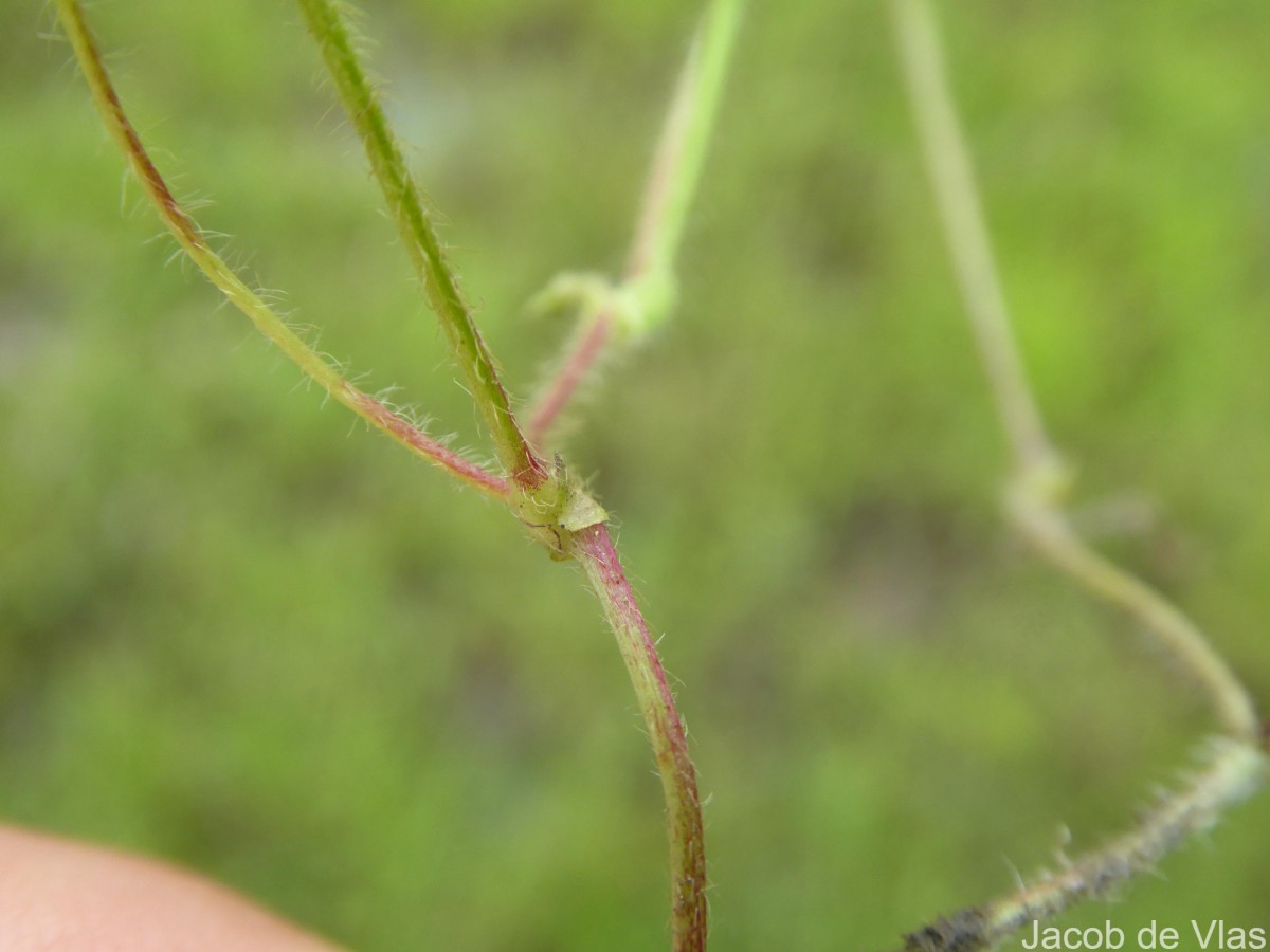 Vigna trilobata (L.) Verdc.